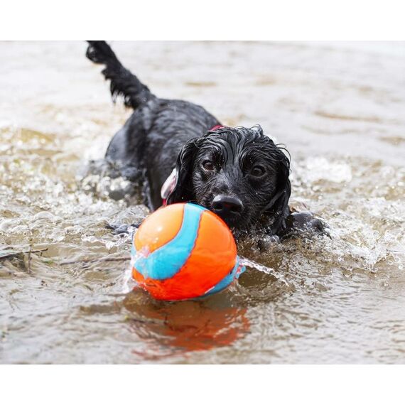 Chuckit! 50990 Hunde-/Katzenspielzeug, 5 image