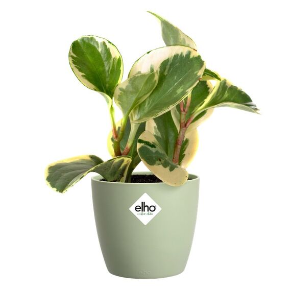 elho brussels rund 14cm sorbet grün, 2 image