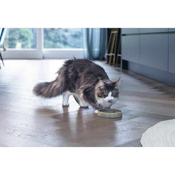 Designed by Lotte 651541 Schale für Hunde/Katzen Katze Haustier-Fütterungsschale, Farbe: Grün, 2 image