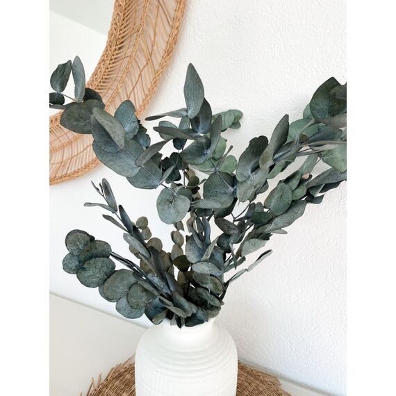 Soli Collection Eukalyptus