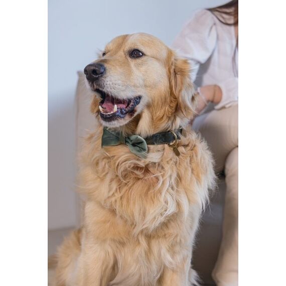 Designed by Lotte Zaza Grün Samt, Polyester Hund Standardkragen, 5 image