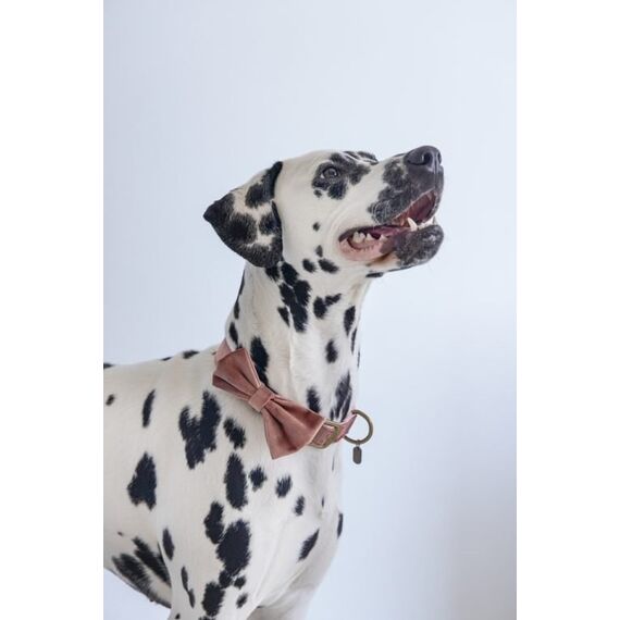 Designed by Lotte Zaza Pink Samt, Polyester Hund Standardkragen, 5 image