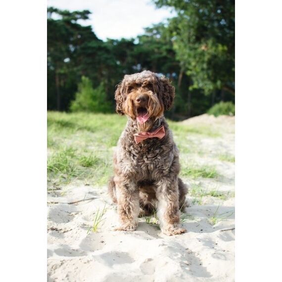 Designed by Lotte Zaza Pink Samt, Polyester Hund Standardkragen, 8 image
