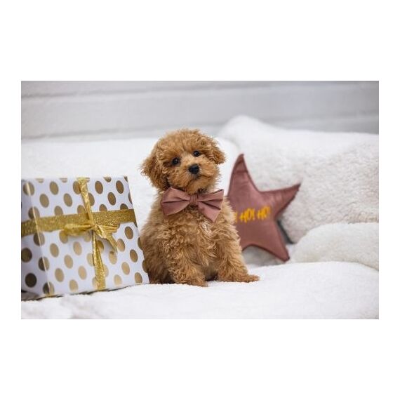Designed by Lotte Zaza Pink Samt, Polyester Hund Standardkragen, 9 image