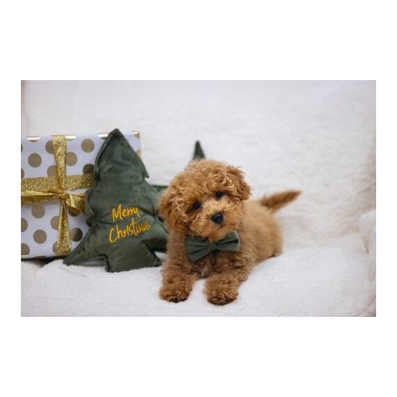 Designed by Lotte Zaza Grün Samt, Polyester Hund Standardkragen, 4 image