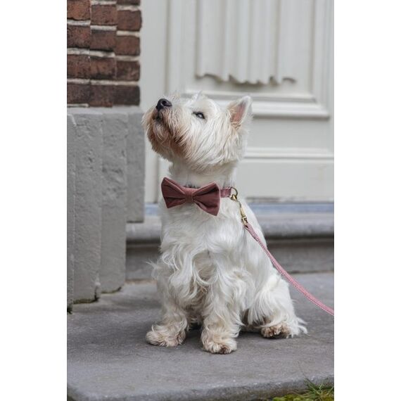 Designed by Lotte Zaza Pink Samt, Polyester Hund Standardkragen, 4 image