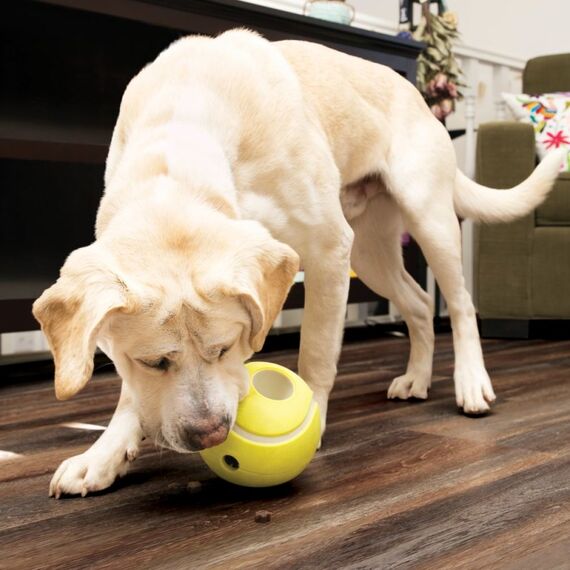 KONG 903435 Hunde-/Katzenspielzeug, 2 image