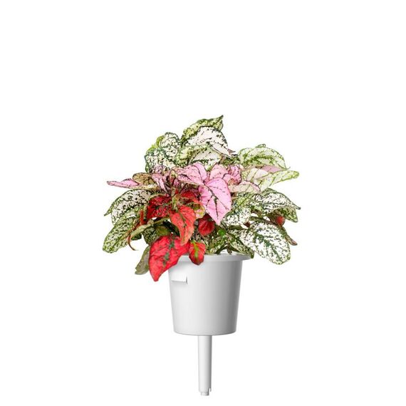 Click & Grow POLKA PUNKTBLUME PFLANZENSCHOTEN, 3 image