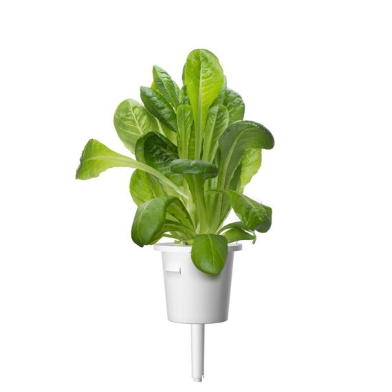 Click & Grow ROMAINE SALATPFLANZE HÜLSEN