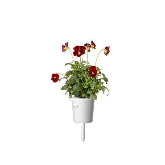 Click & Grow Rote Stiefmütterchen-Pflanzenhülsen, 2 image