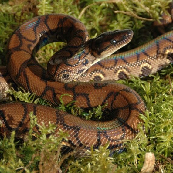 Lucky Reptile VM-150 Substrat für Reptilien/Amphibien Laubmoose 150 g, 3 image