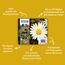 Epson Daisy 18 Gänseblume Claria Home Multipack 4 Farben Tinte, 3 image