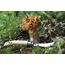 Opinel 3123840012525 Taschenmesser Holz, 3 image