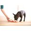 Outward Hound Dog Smart, 4 image