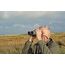 Kowa 10X32 SV II Fernglas Grün, 5 image