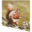 Paper + Design Servietten - Eichhörnchen, 2 image
