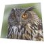 Paper + Design Servietten - Eule - Waldkauz, 3 image