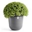 Ecopots Oslo 65 Drinnen/Draußen Topfpflanzer Freistehend Grau, Farbe: Grau, 2 image