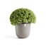 Ecopots Oslo Beige 1 Stück(e)