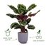 elho 8711904528584 Blumentopf Kunststoff, 8 image
