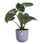 elho 8711904528706 Blumentopf Kunststoff, 2 image