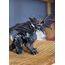 schleich ELDRADOR CREATURES 70152 Kinderspielzeugfigur, 2 image