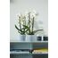 elho Brussels Orchid Drinnen Topfpflanzer Freistehend Polypropylen (PP) Transparent, 3 image