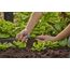 Gardena 13316-20 Bewässerungssystemteil & -Zubehör Sprühausguss, 2 image