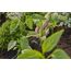 Gardena 13317-20 Bewässerungstropfer 2 l/h Schwarz Inline-Montage, 2 image
