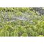 Gardena 13322-20 Wassersprinkler Kreisförmige Wassersprinkler Kunststoff Schwarz, 5 image