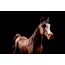 schleich Araber Stute (larger scale), 8 image