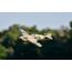FMS P-40B ferngesteuerte (RC) modell Flugzeug Elektromotor, 3 image