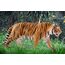 schleich WILD LIFE Tiger, 2 image