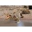 schleich WILD LIFE Krokodil, 3 image