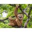 schleich WILD LIFE Faultier