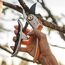 Fiskars P751 Astschere Bypass Orange, 2 image