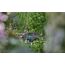 Gardena 14610-20 Wasserpumpe 180 W 3 bar 3000 l/h, 6 image