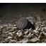 Amazfit Active Max 3,81 cm (1.5") AMOLED Digital 480 x 480 Pixel Touchscreen Schwarz, 9 image