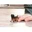 schleich 14925 Kinderspielzeugfigur, 3 image