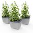 Gusta Garden HERBS BUDDY Grau 3 Stück(e), 2 image