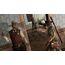 Take-Two Interactive Red Dead Redemption - Code in a Box, 7 image