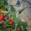 Gusta Garden Charly Chili Drinnen/Draußen Topfpflanzer Freistehend Polypropylen (PP), Aluminium Blau, Farbe: Blau, 3 image