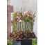 Opiflor 113951 Floraler Schaum, 10 image