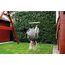 Small foot 12409 Hollywoodschaukel Schwarz, Holz 100 kg 3 Jahr(e), 5 image