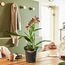 LECHUZA ORCHIDEA Drinnen Topfpflanzer Freistehend Grau, Farbe: Grau