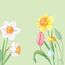 Duni Spring Melody Papier Weiß 50 Stück(e)