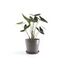 Ecopots Saucer Round Pflanzenwagen