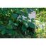 Dobar 22227FSCE Kleintierkäfig/-lebensraum Igel Schwarz, Holz, 7 image