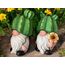 dameco 23571 Gartenfigur Gartenstatue Gnom Polyresin Schwarz, Grün, Grau, Pink, Weiß, Gelb 2 Stück(e), 4 image
