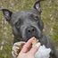 Bellfor 28497 Hunde-/Katzenleckerli Hund Snacks 150 g, 3 image